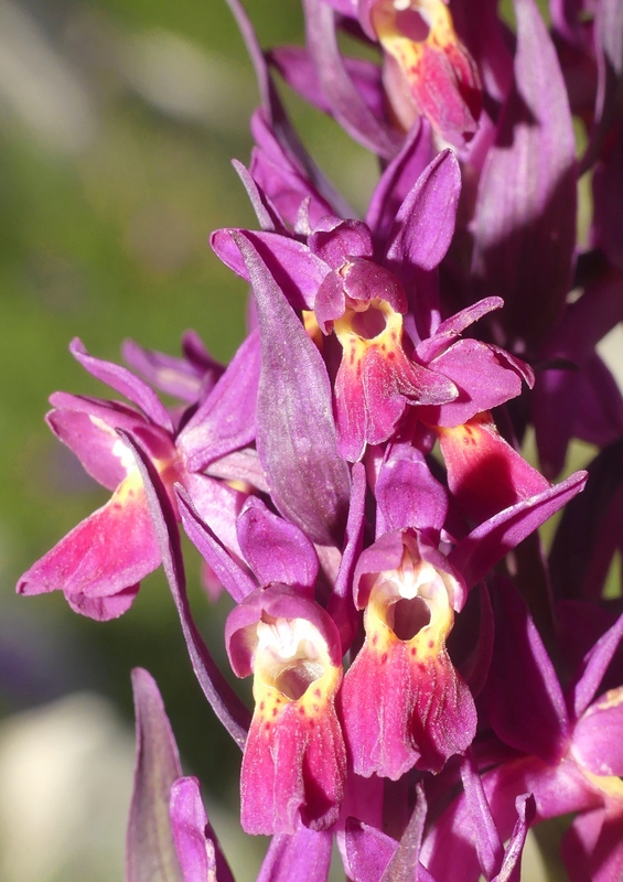 er Terminillo: la Nigritella widderi e altre orchidee sulla montagna di Roma.